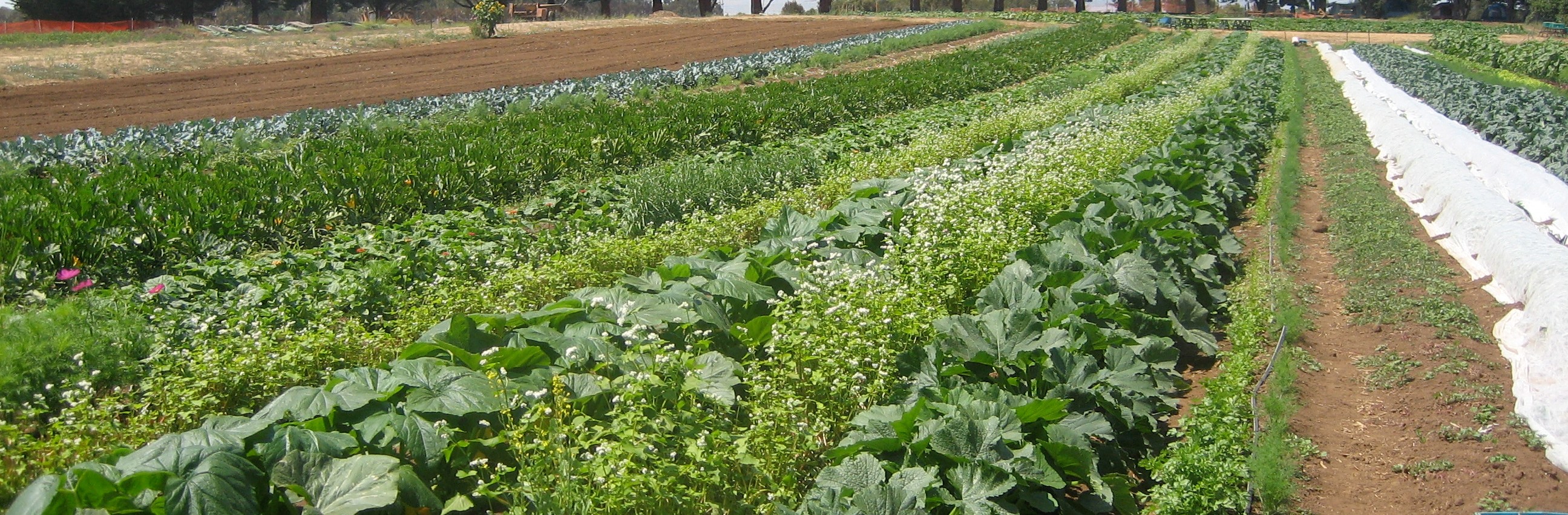 What is Sustainable Intensification and why is it Important for